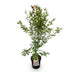 Japanischer Ahorn 'Phoenix' - Acer palmatum, Topf 26cm, 90cm Bild 2