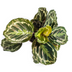 Calathea Medallion Ø17cm - ↕40 - 50cm Bild 3
