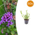 60x Eisenkraut (Verbena bonariensis) - Ø9cm Töpfe Bild 1