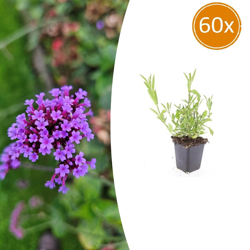 60x Eisenkraut (Verbena bonariensis) - Ø9cm Töpfe