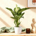 Dieffenbachia Tropic Snow, pflegeleicht, 90-100cm, Topf 21cm, Weiß Bild 5