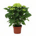 Endlose Hortensie 'Wit' - Ø14cm - ↕35cm, Blühende Zimmerpflanze Bild 1