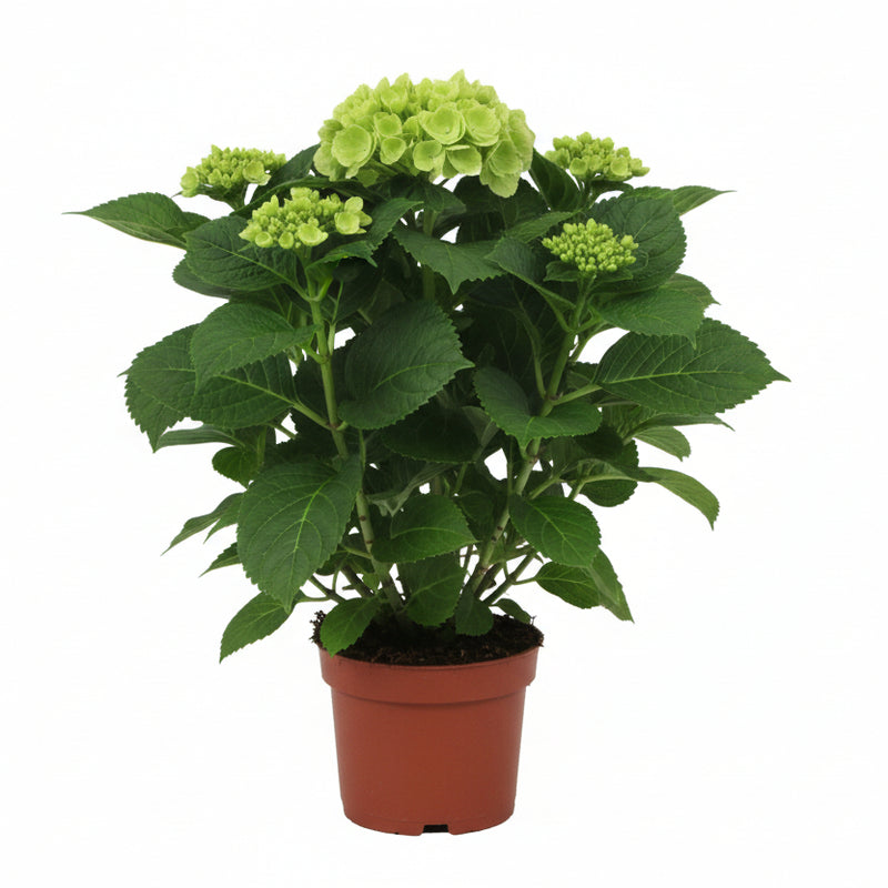 Endlose Hortensie 'Wit' - Ø14cm - ↕35cm, Blühende Zimmerpflanze