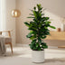 Ficus Cyathistipula – Afrikanische Feige – Ø21cm – ↕105cm Bild 3