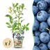 Blaubeere 'Bluecrop' - 3 winterharte Pflanzen im 9cm Topf Bild 1