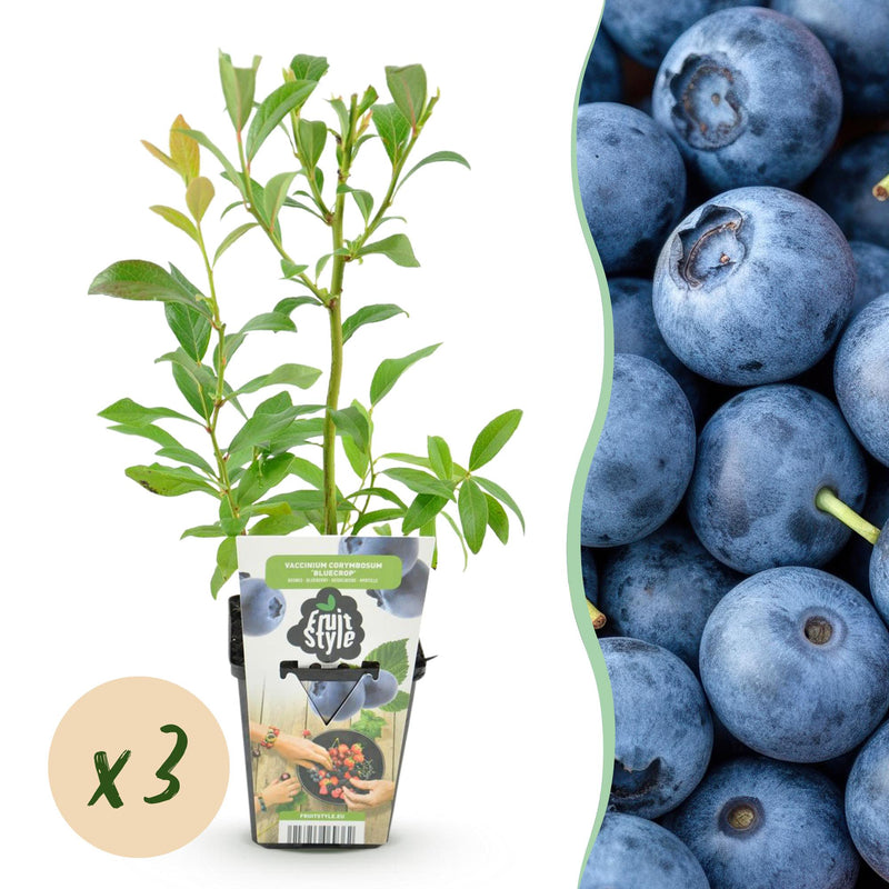 Blaubeere 'Bluecrop' - 3 winterharte Pflanzen im 9cm Topf