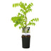 GreenboutiQ Wisteria 'Alba' - Wisteria floribunda, white flowers, 40cm Bild 2