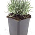 48x Lavandula int. 'Edelweiss' - ↕10-25cm - Ø9cm Bild 2
