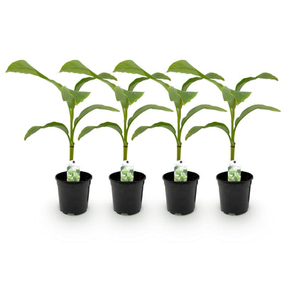 Musa Basjoo Bananenpflanze - Winterhart - 4 Pflanzen im 17cm Topf