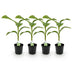 Musa Basjoo Banana Plant - Winter Hardy - 4 Plants in a 17cm Pot Bild 2