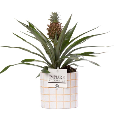 Ananas Rosita Pflanze im Tirza Keramiktopf (Ø 12 cm, ↕ 35 cm)