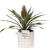 Ananas Rosita Pflanze im Tirza Keramiktopf (Ø 12 cm, ↕ 35 cm) Bild 1