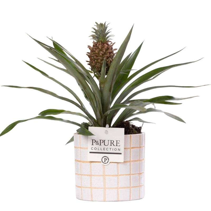 Ananas Rosita Pflanze im Tirza Keramiktopf (Ø 12 cm, ↕ 35 cm)