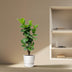 Ficus Lyrata Geigenfeige verzweigt, 180 cm, Topf ⌀32 Bild 3