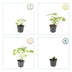 12x Geranium macr. 'Czakor' - ↕10-25cm - Ø9cm Bild 4