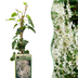 Echter Jasmin 'Schmetterlingsspörgel' weiß, Kletterpflanze Ø9cm, ↕35cm Bild 1