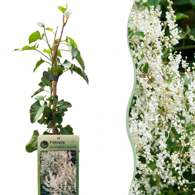 Echter Jasmin 'Schmetterlingsspörgel' weiß, Kletterpflanze Ø9cm, ↕35cm