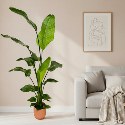Strelitzia Nicolai inkl. elho Vibes Round Topf (130 cm)