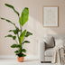Strelitzia Nicolai inkl. elho Vibes Round Topf (130 cm) Bild 2