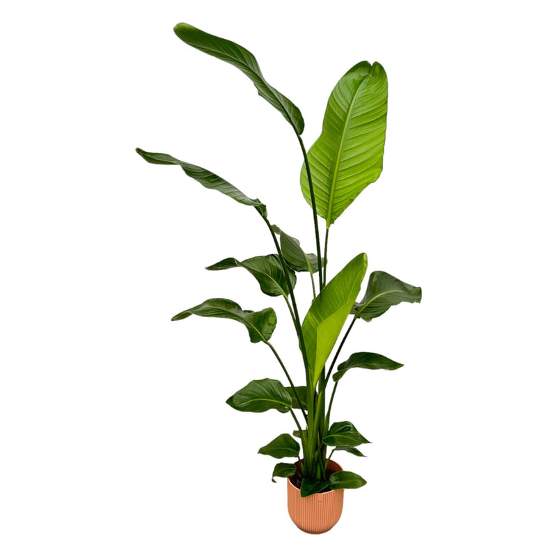Strelitzia Nicolai inkl. elho Vibes Round Topf (130 cm)
