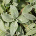 Stachys byzantina 'Silver Carpet' 24er Set - Bodendecker Bild 7