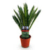 Green boutiQ - Zimmerpflanze - Cycas revoluta - Palmfarn - Wenig Pflege - Grün - 1 - Topf 14cm - Höhe 45cm Bild 2