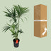 Howea Forsteriana Kentia-Palme Ø24cm - ↕130cm Bild 4