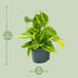 Philodendron Scandens Brasil: Easy-care Houseplant with Variegation Bild 2
