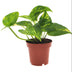 Epipremnum Aureum (Geldbaum) im 12cm Topf, ca. 25cm hoch Bild 1