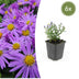 6x Aster 'Prof. Anton Kippenberg' - Lila Herbstblüher - 10-25cm Bild 1