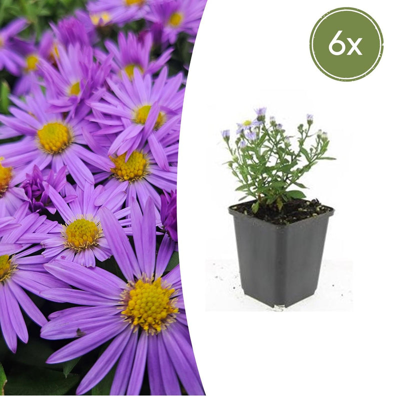 6x Aster 'Prof. Anton Kippenberg' - Lila Herbstblüher - 10-25cm
