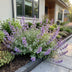 Green boutiQ - Staude - Nepeta faassenii - Katzenminze - Bienen- und Schmetterlingsmagneten - Lila - 12 Pflanzen - Topf 11cm - Höhe 15-25cm Bild 6