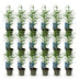 Green boutiQ Fargesia Blue Dragon Bambus - 18 Pflanzen, Topf 14cm, Höhe 35cm Bild 2