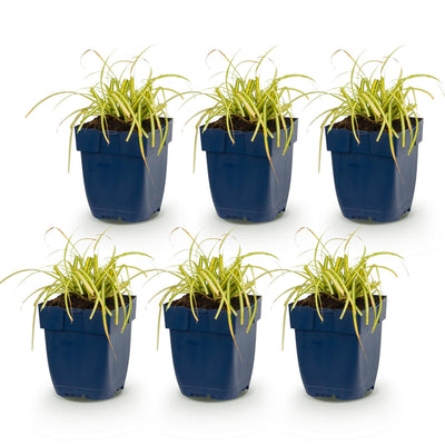 Green boutiQ - Grasses - Carex oshimensis Evergold - Japanese Sedge - Evergreen - Yellow-Green - 6 Plants - 11cm Pot - Height 15-25cm