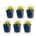 Green boutiQ - Grasses - Carex oshimensis Evergold - Japanese Sedge - Evergreen - Yellow-Green - 6 Plants - 11cm Pot - Height 15-25cm Bild 2