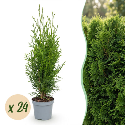 Green boutiQ - 24x Thuja occidentalis Smaragd - Lebensbaum - Heckenpflanzen - Immergrün - Grün - Topf 9cm - Höhe 20-30cm