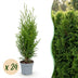 Green boutiQ - 24x Thuja occidentalis Smaragd - Lebensbaum - Heckenpflanzen - Immergrün - Grün - Topf 9cm - Höhe 20-30cm Bild 1