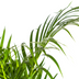 Dypsis Areca Lutescens (Goldpalme) Ø21cm, 100-120cm Bild 5
