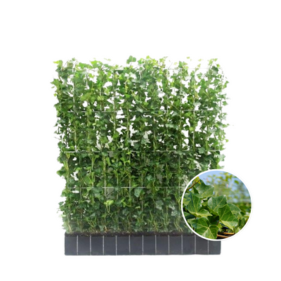 Hedera Hibernica Fertighecke - Immergrüner Sichtschutz, 120 cm