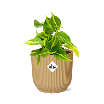 Philodendron Scandens 'Brasil' – Pflegeleichte Zimmerpflanze im gelben Topf