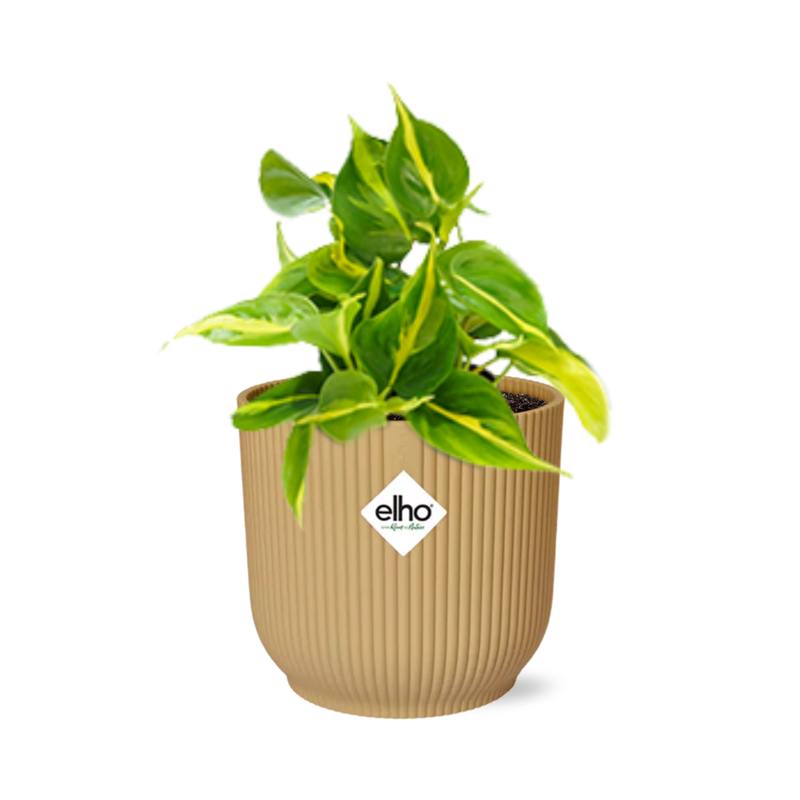Philodendron Scandens 'Brasil' – Pflegeleichte Zimmerpflanze im gelben Topf