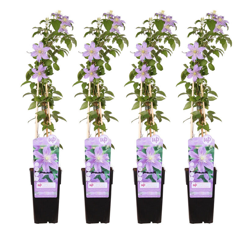 4x Clematis Justa, Fliederblüten, 65cm Höhe, Ø15 Topf