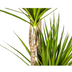 Dracaena Marginata Green XL: 170-190cm, Ø27cm Topf Bild 4