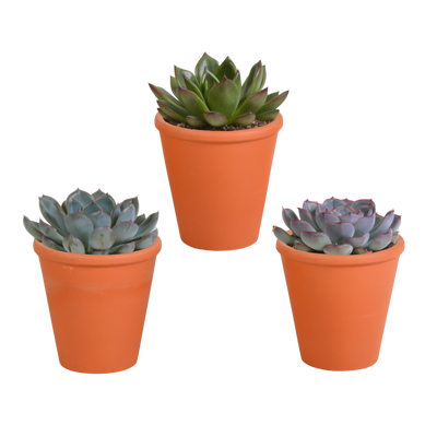 Echeveria-Mix 8,5 cm im Terrakottatopf - 3er Pack