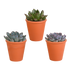 Echeveria-Mix 8,5 cm im Terrakottatopf - 3er Pack Bild 1