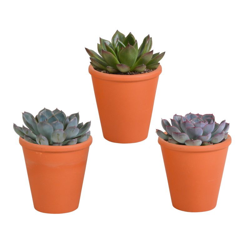 Echeveria-Mix 8,5 cm im Terrakottatopf - 3er Pack