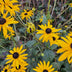 24x Rudbeckia fulgida 'Goldsturm' - ↕10-25cm - Ø9cm Bild 6