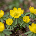 100x Kilikischer Winterling (Eranthis Cilicica) - Gelb - Frühblüher Zwiebeln Bild 1