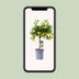 Zitrus Calamondin Pflanze Ø15cm - ↕45cm: Duftende Blüten & Mini-Orangen Bild 4