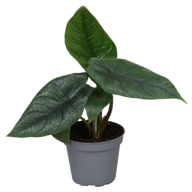 Alocasia Scalprum Grau: Exotische Zimmerpflanze, Ø6cm
